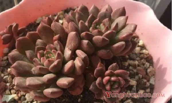 多肉白粉病是什么原因引起的