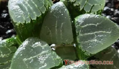 玉露品种有哪些，玉露多肉品种介绍：姬玉露 草玉露
