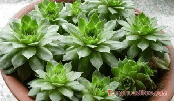 多肉观音莲高清大图!多肉观音莲图片大全! 第3张 多肉观音莲高清大图!多肉观音莲图片大全! 第3张