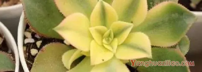 多肉莲花掌怎么养