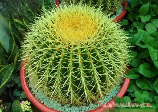 仙人球怎么施肥才正确,老农总结一年四季施肥方法