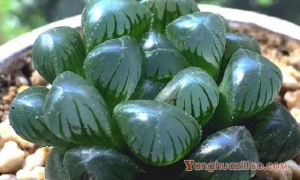 多肉玉露十二个品种