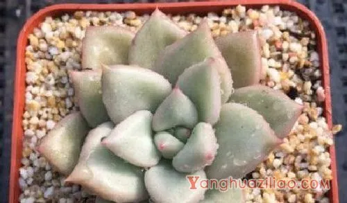 象牙多肉为什么那么贵,象牙多肉贵的原因