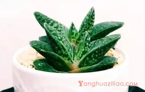 子宝图片大全！子宝，可爱又迷人的多肉植物! 第4张