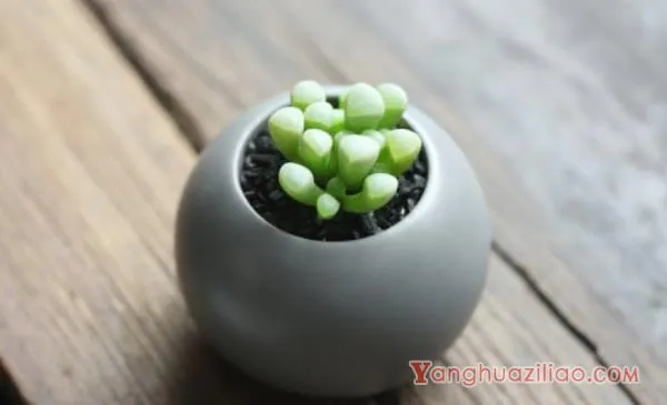 五十铃玉怎么养成彩色 五十铃玉多肉养殖方法与注意事项