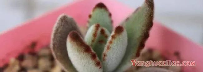 黑兔耳多肉植物怎么养