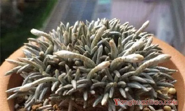 白花韧锦病虫害及防治方法，炭疽病播种前喷洒克菌丹