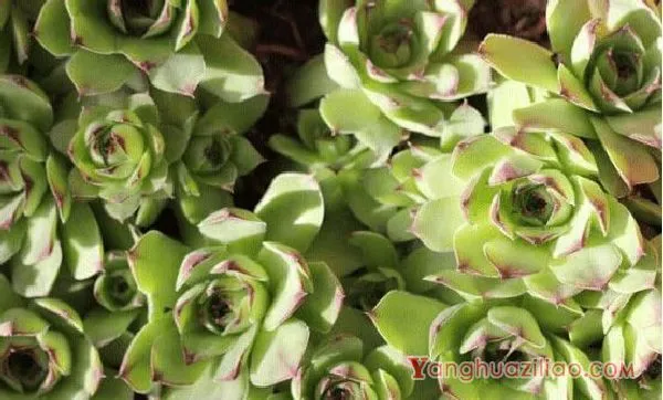 多肉观音莲高清大图!多肉观音莲图片大全! 第5张 多肉观音莲高清大图!多肉观音莲图片大全! 第5张