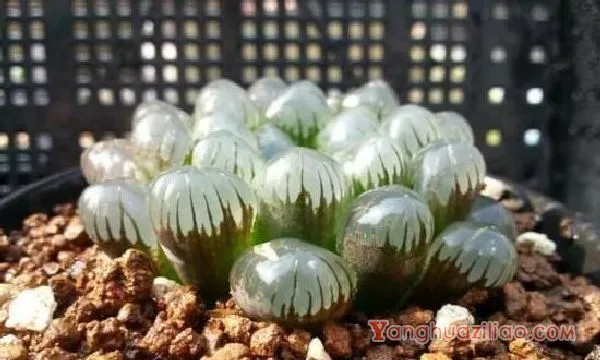 最贵的冰灯玉露130万，普货玉露10～30元/出锦后价格增百倍