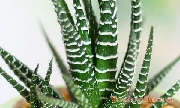 条纹十二卷多肉