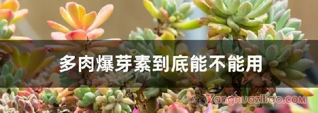 多肉爆芽素到底能不能用