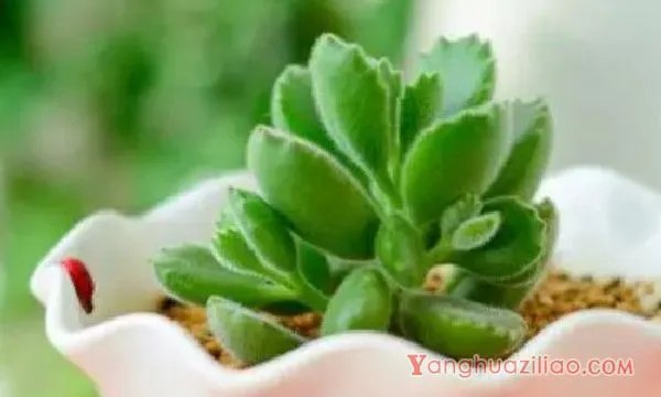 多肉长了白色的小虫子怎么办