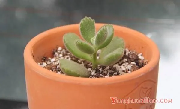 熊童子扦插图解，4步即可完成熊童子的扦插