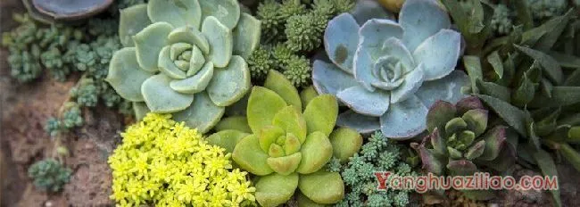 摄图网_500129387_banner_萌萌的多肉(企业商用)_1.webp 摄图网_500129387_banner_萌萌的多肉(企业商用)_1.webp