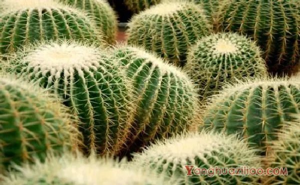 仙人球怎么施肥才正确,老农总结一年四季施肥方法