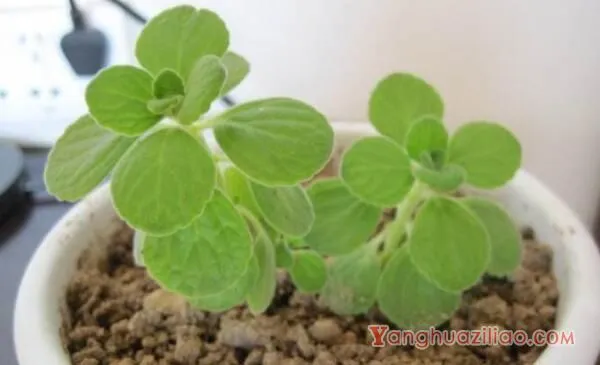 碰碰香徒长了怎么办，适当修剪并加强管理