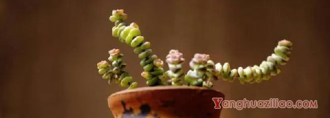 钱串子下半截干枯能扦插吗