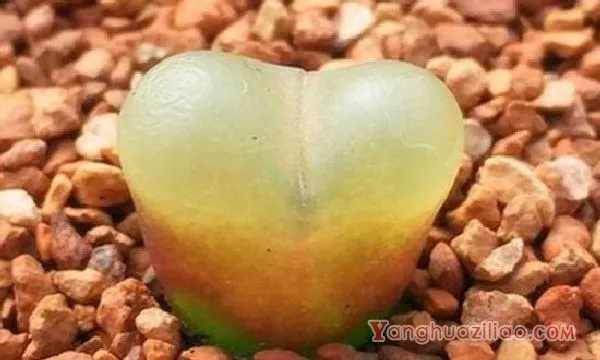 多肉毛汉尼为啥贵