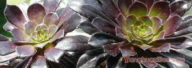 黑法师夏天掉叶子怎么办