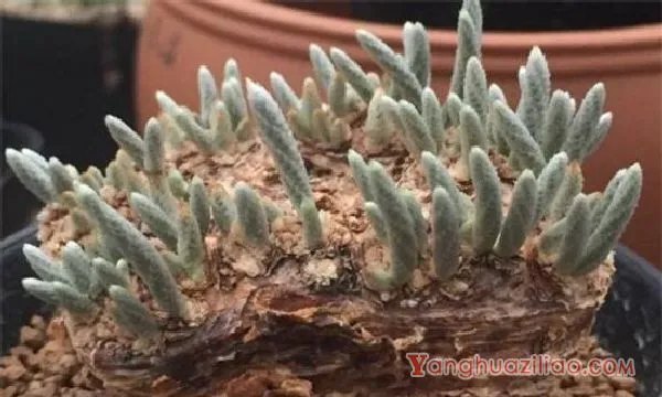 白花韧锦烂根怎么办，剪根光照换土上盆