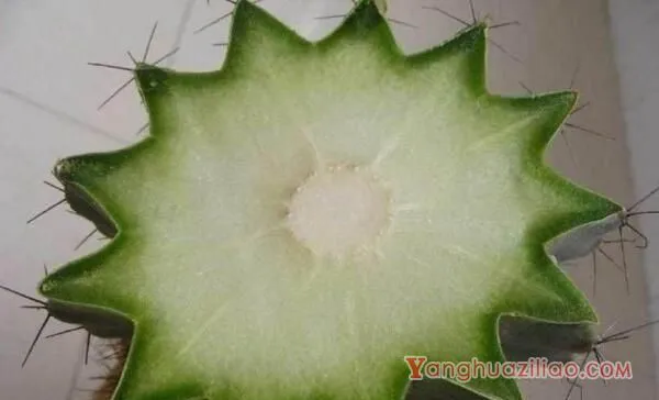仙人球的繁殖方法，以下三种繁殖方法必须要掌握