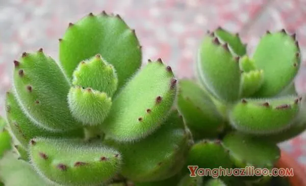 熊童子怎么施肥,熊童子的施肥方法