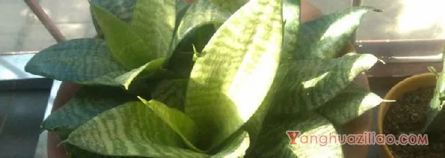 适合水培的多肉品种