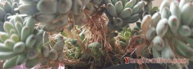多肉茎上长的白须须是什么