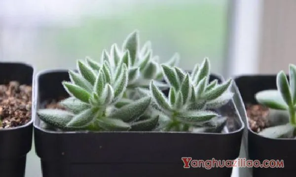 绒针徒长了怎么办，砍头剪枝控水施肥