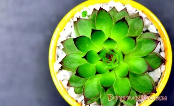 宝石花和观音莲的区别，详细介绍叶子和花朵的不同