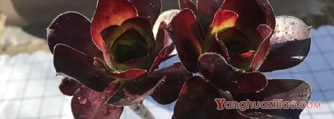 万圣节怎么浇水
