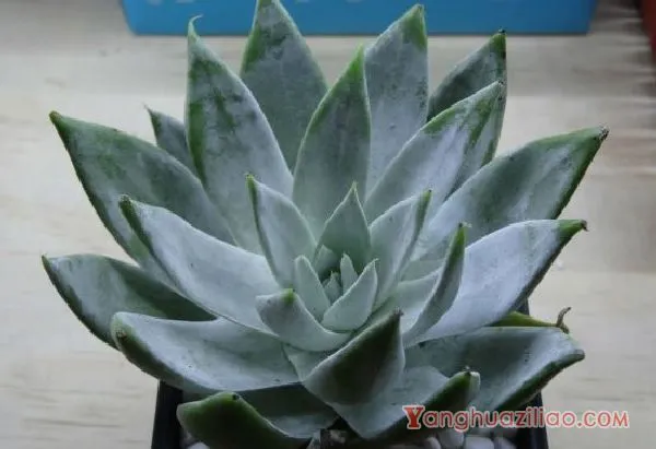 多肉植物——仙女杯