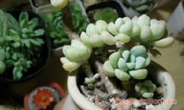 多肉白粉病是什么原因引起的