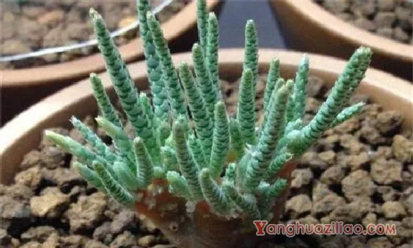 白花韧锦病虫害及防治方法，炭疽病播种前喷洒克菌丹