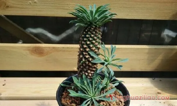 铁甲麒麟为什么贵