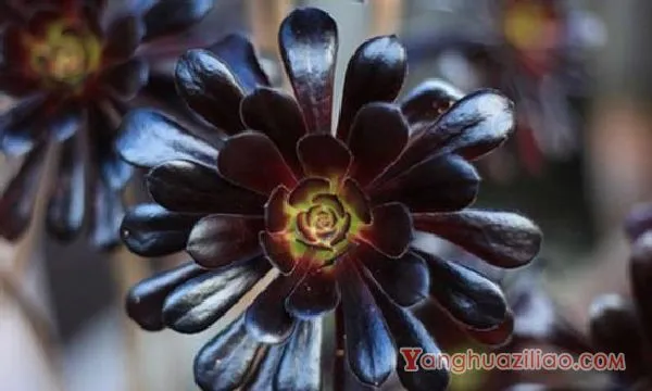 黑法师夏天掉叶子怎么办