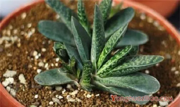 多肉植物子宝怎么养，五步教会你养殖子宝