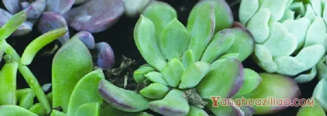 种植多肉植物用什么土