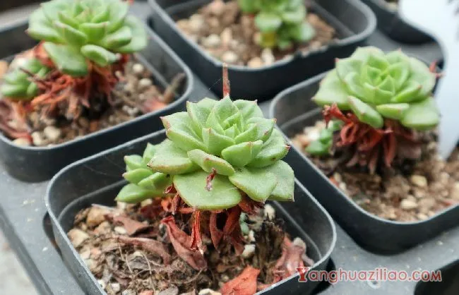 多肉蒂亚怎么养护