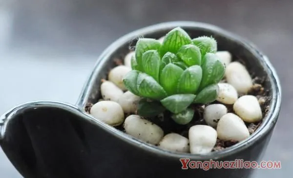 多肉植物玉露怎么养 玉露的养殖方法与注意事项