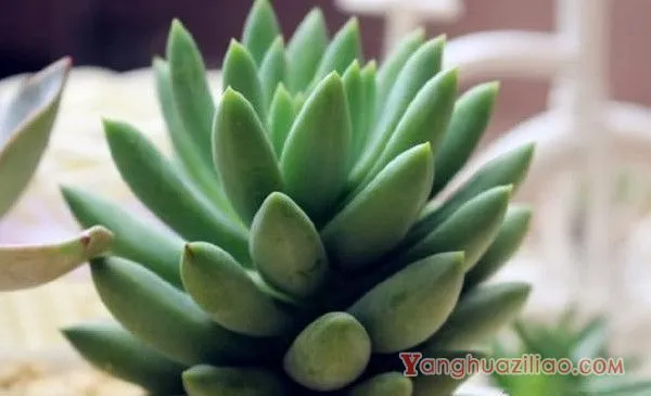 多肉树冰怎么繁殖