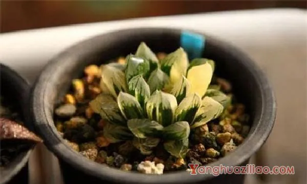 最贵的冰灯玉露130万，普货玉露10～30元/出锦后价格增百倍