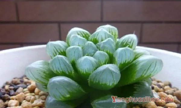 玉露土配方自制