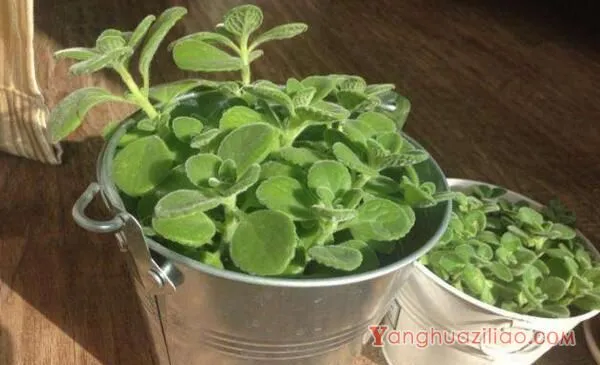 碰碰香老桩怎样修剪，主要修剪多余的枝条