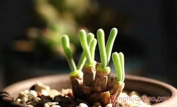 碧光环能修根换土吗,建议在每年的春季更换土壤