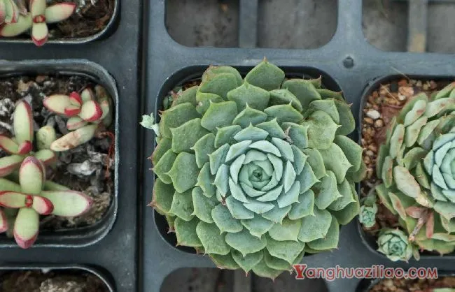 多肉植物怎么栽种
