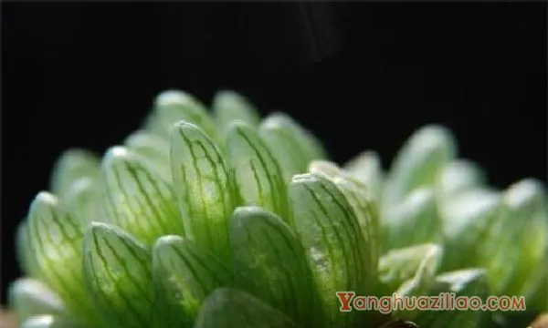 最贵的冰灯玉露130万，普货玉露10～30元/出锦后价格增百倍
