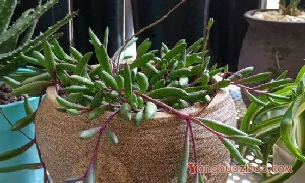 紫玄月吊兰的养殖方法和注意事项