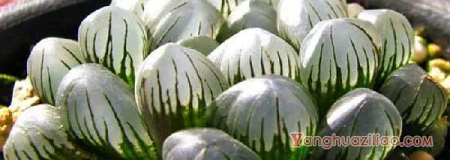 玉露土壤配比