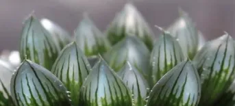 大型玉露怎么养 玉露养殖有哪些技巧